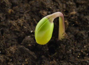 Seed germinating